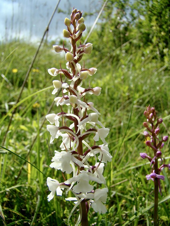 fragrant